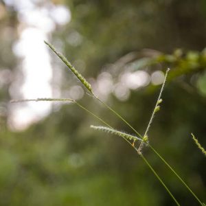 Módulo 01 - Plantas Medicinais: Cuidados Naturais & Cosmetologia