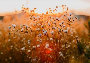 Florais de Bach: o Amadurecimento da Alma