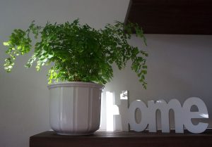 Plantas que você tem em casa: como usá-las em preparos herbais?