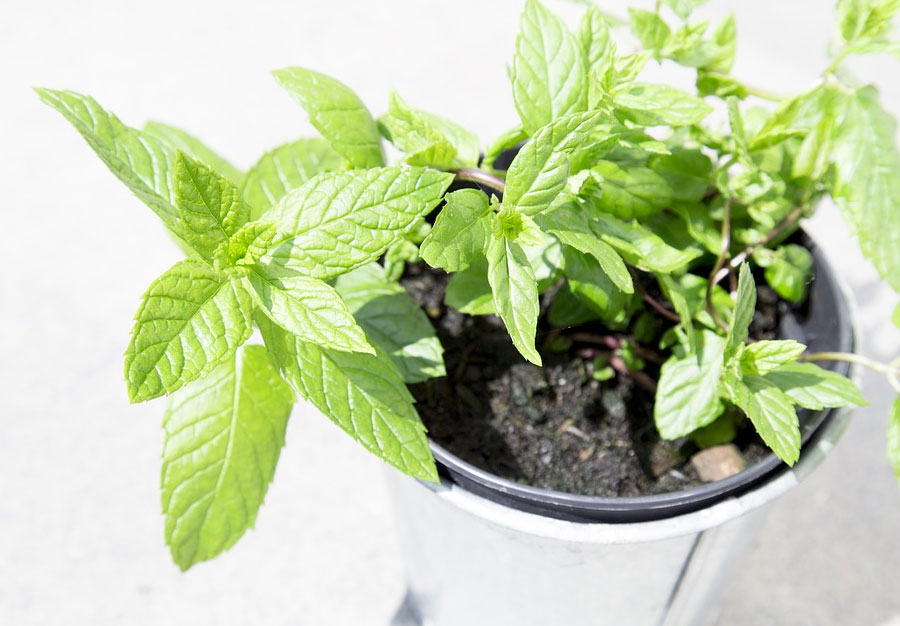 Plantas que você tem em casa: como usá-las em preparos herbais?